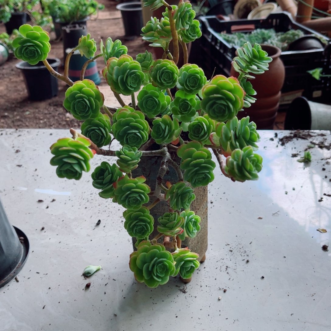 薄化妆一颗带土f h