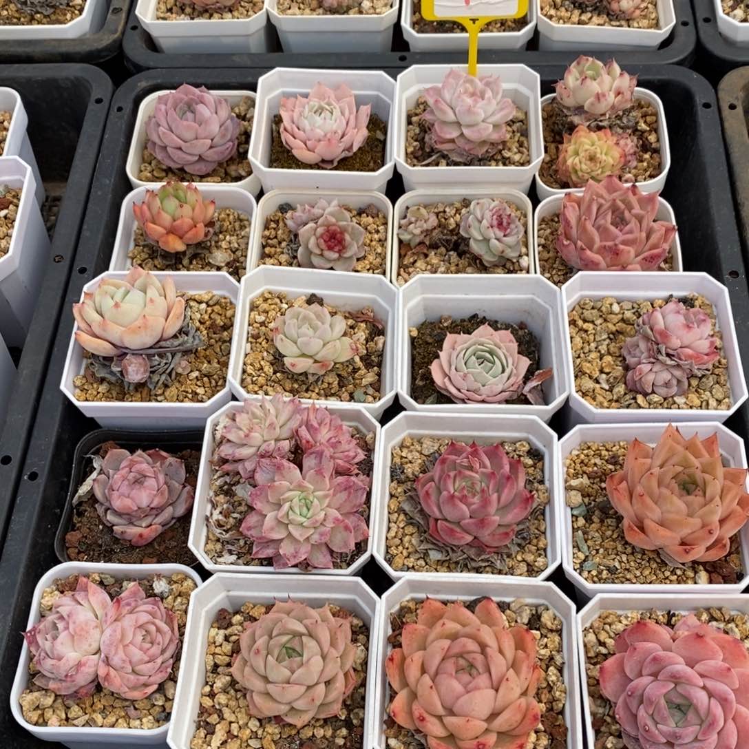 精品多肉一物一拍不包整7