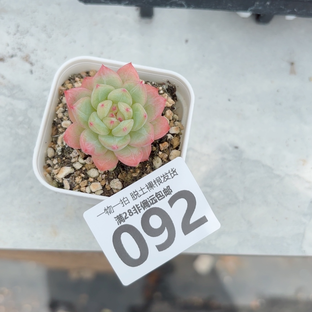 寒非单头多肉多肉多肉