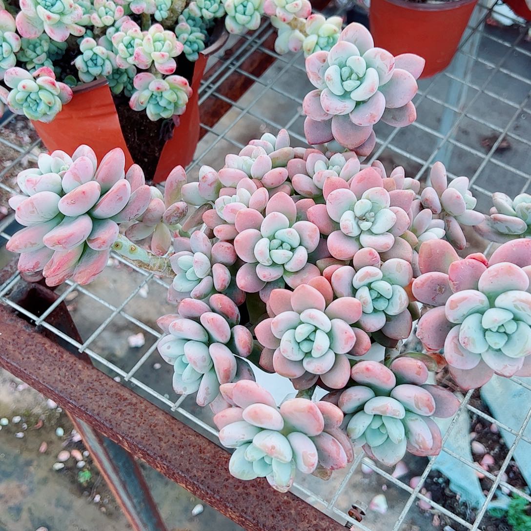 樱花红洛神多头群生老桩