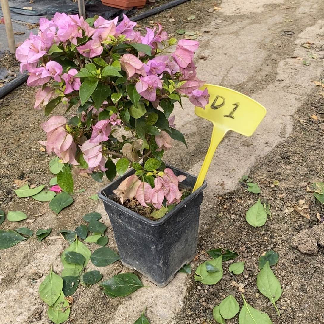 无花朵三角梅巴西紫D1