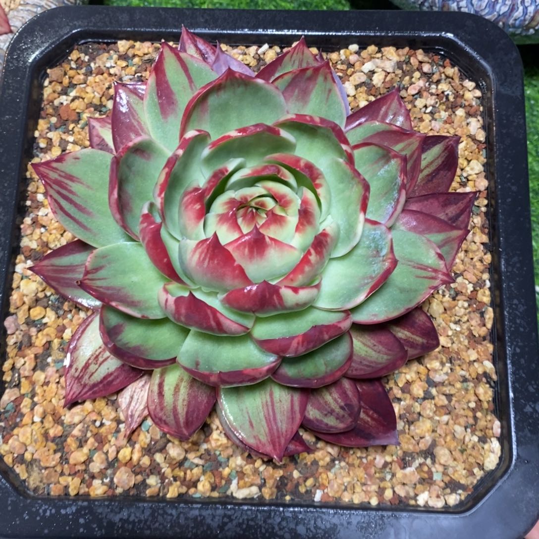 花****惊鸿仙子一物一拍