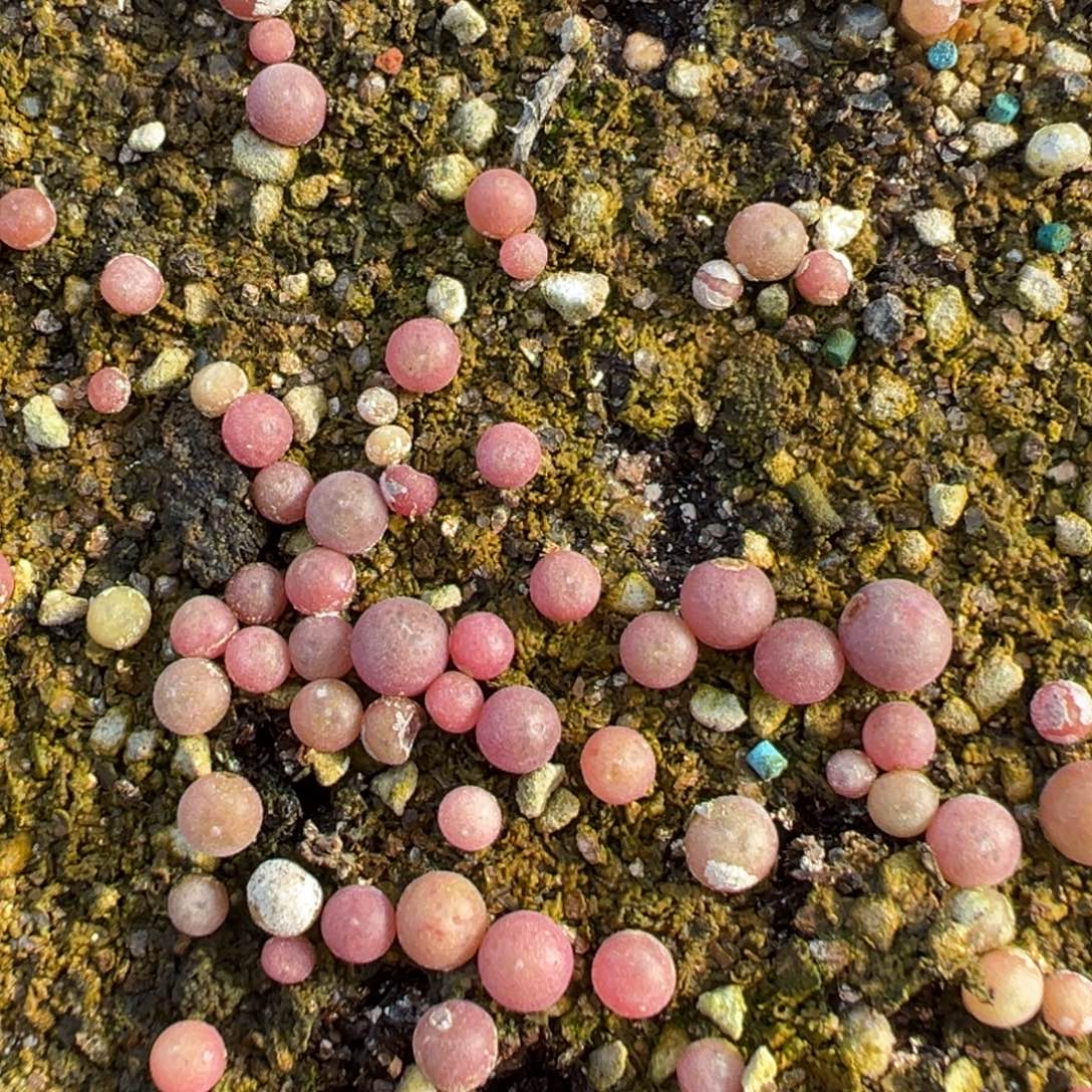 量拍青蛙种源大眼睛空蝉小苗一颗