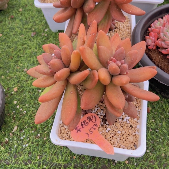 英*健健康康平平安安