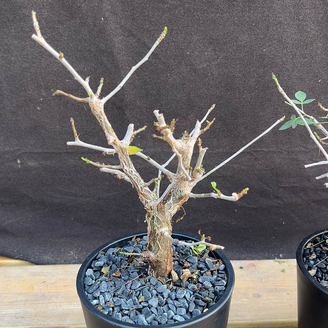 汤圆植物芳香橄榄