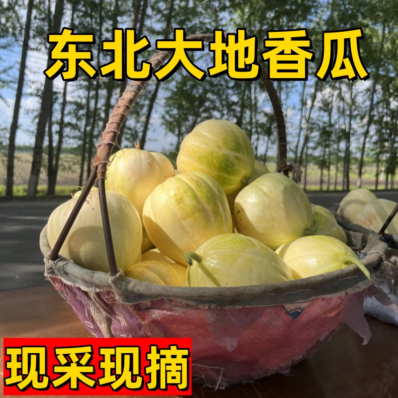 【顺丰快递】东北黑龙江黑土地正宗东北香瓜甜瓜