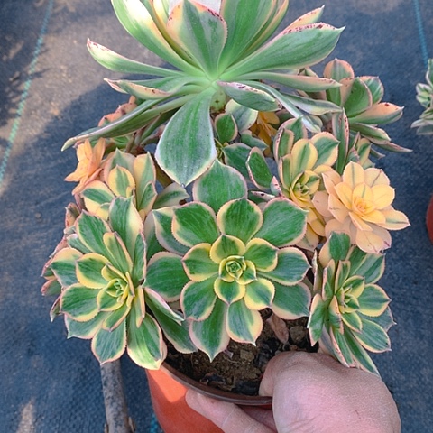 999灿烂多肉植物