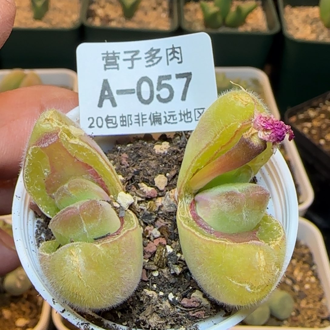 长毛翠带盆土。