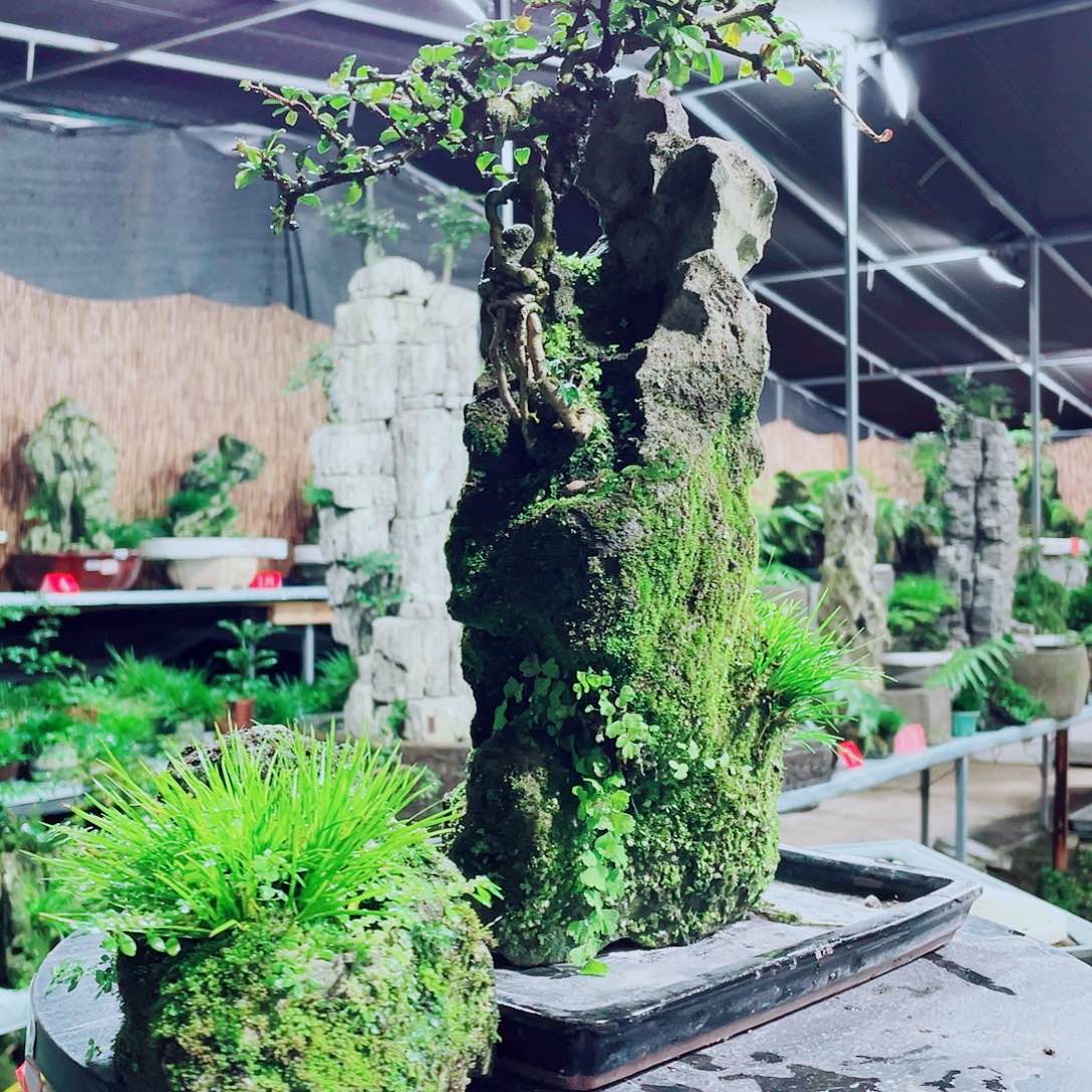 小***业无花朵我们在这里吃饭吧明天中午