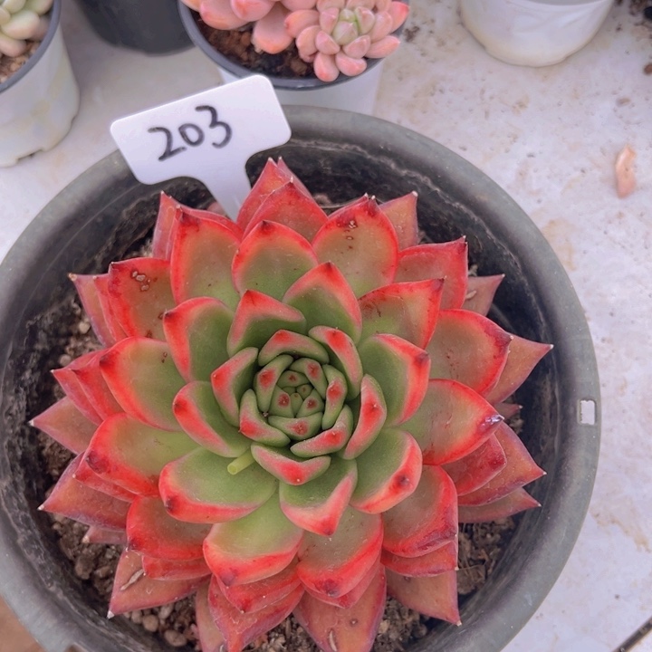 健健康康平平安安