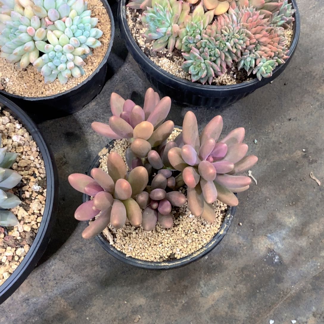 冬***华糖果多肉植物老桩