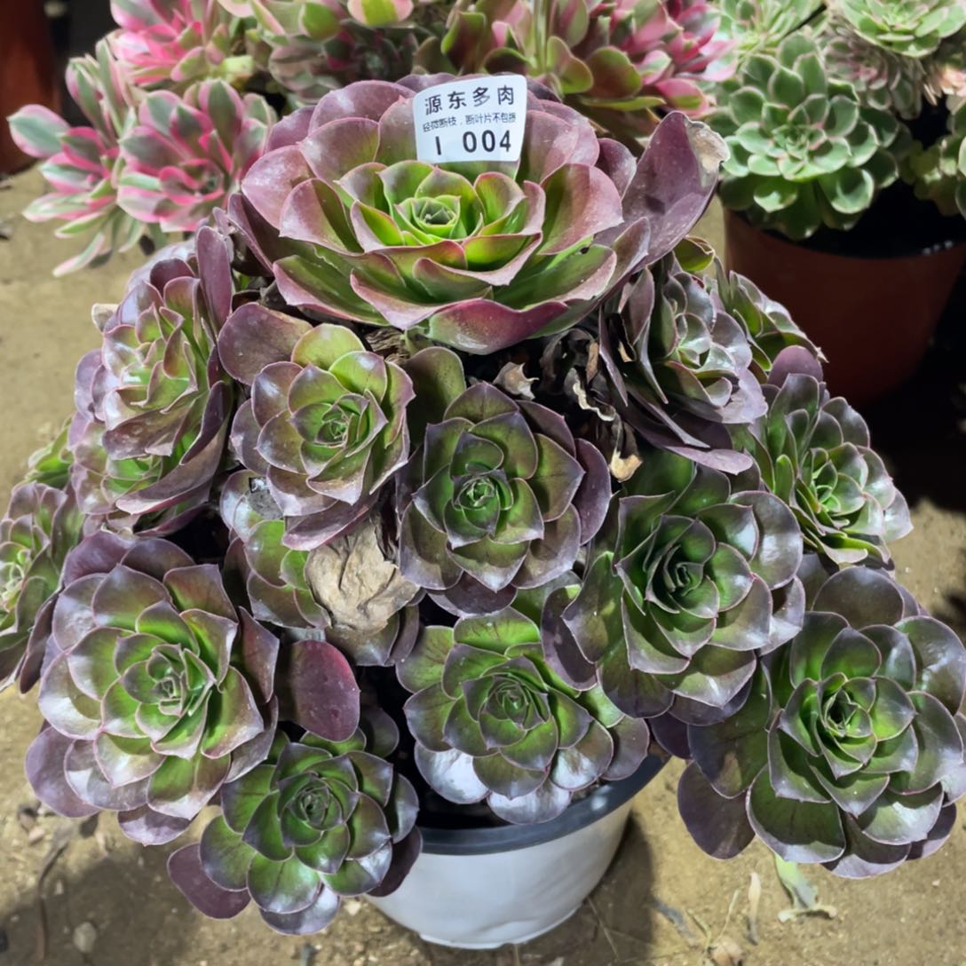 004魅金玫瑰多肉法师断枝不包