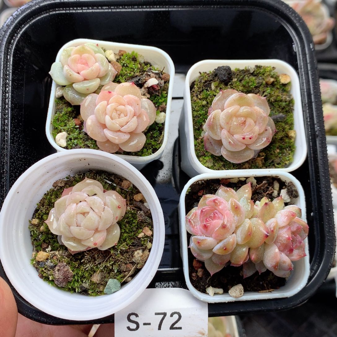 无花朵S72英语英语