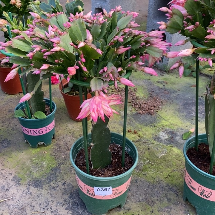 大部分花苞少量开放n**o367嫁接068