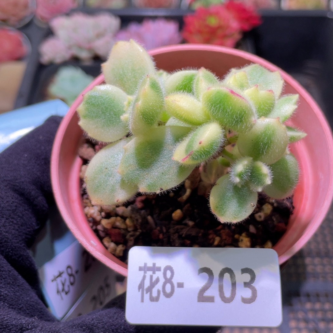 花利美8-203彩熊 不售后