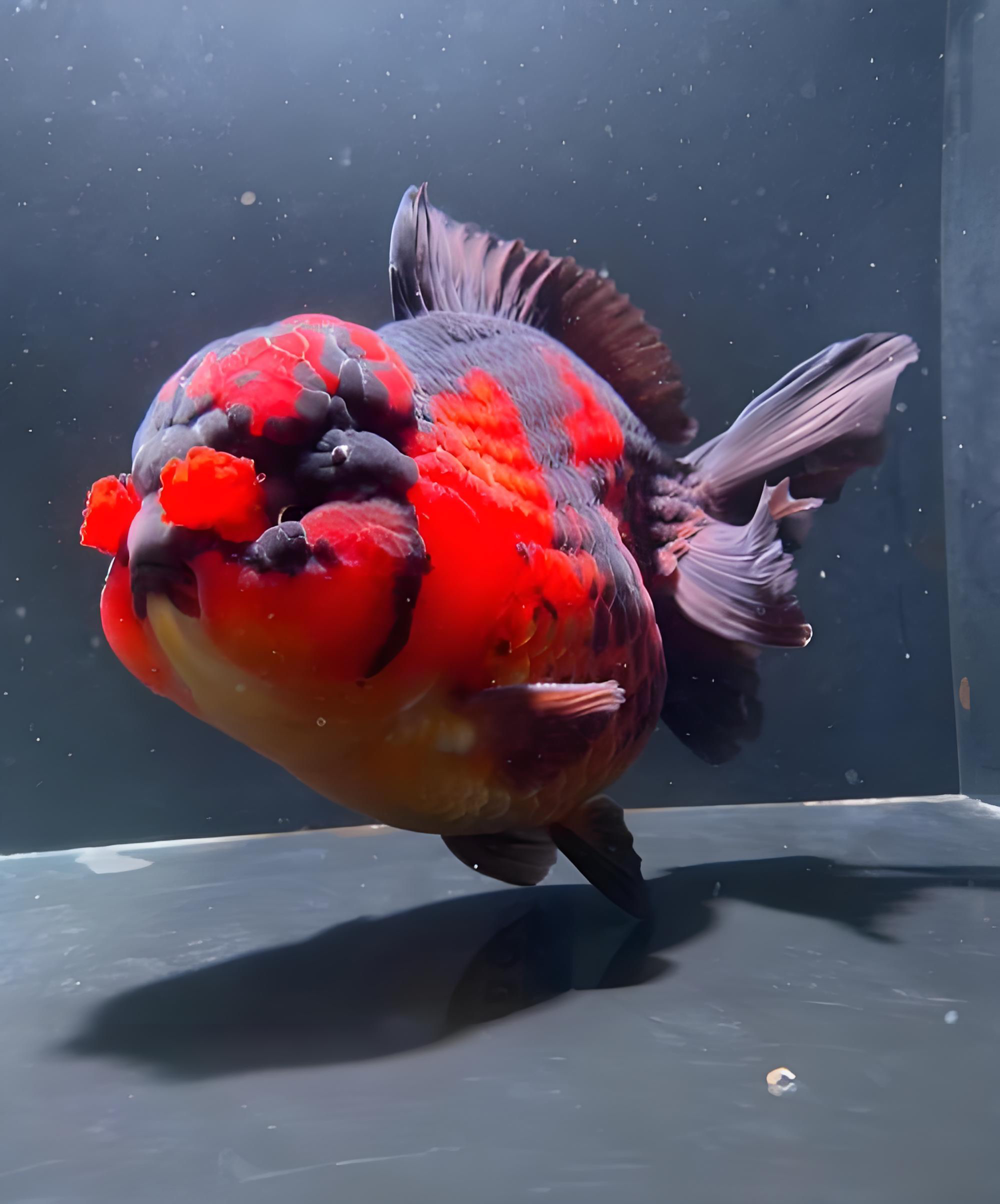 精品将军泰狮玛丽百褶观赏金鱼需要打氧气直播间马印灯效果有色差