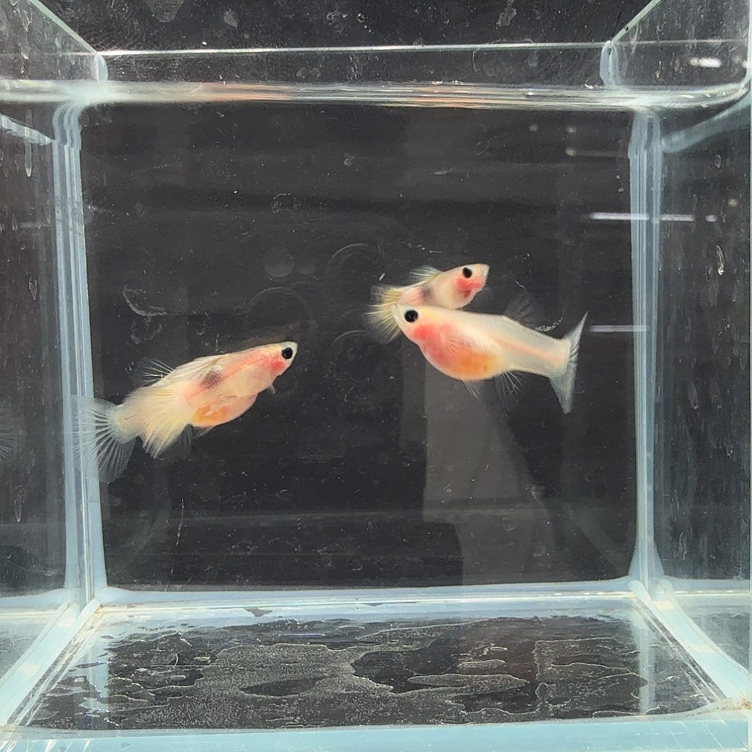孔雀鱼粉猫幻彩两对公鱼跑黑