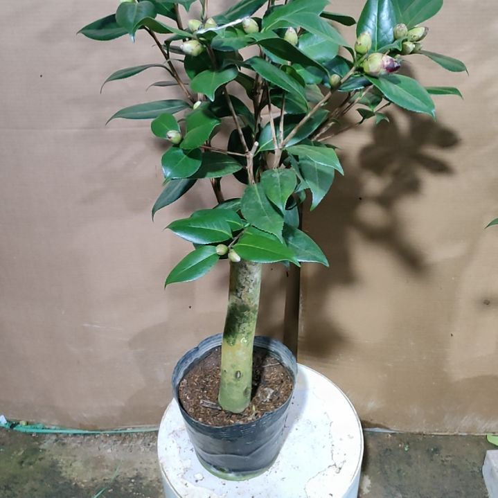 784黑贝，水晶，原盆原土发货，不包邮