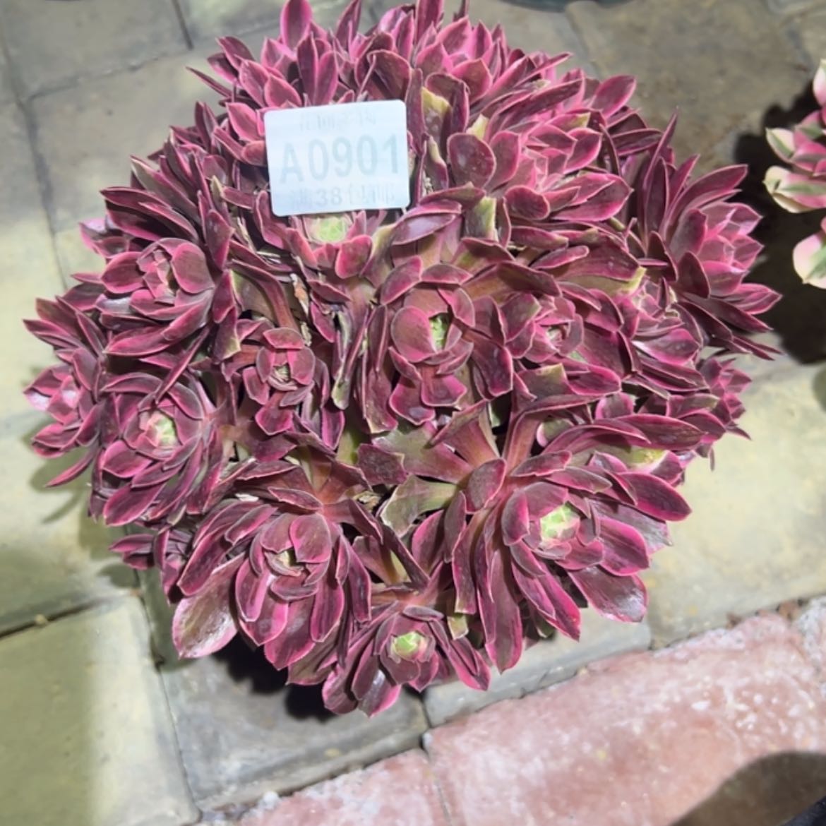 【闪购商品】晚****）901浣纱多肉