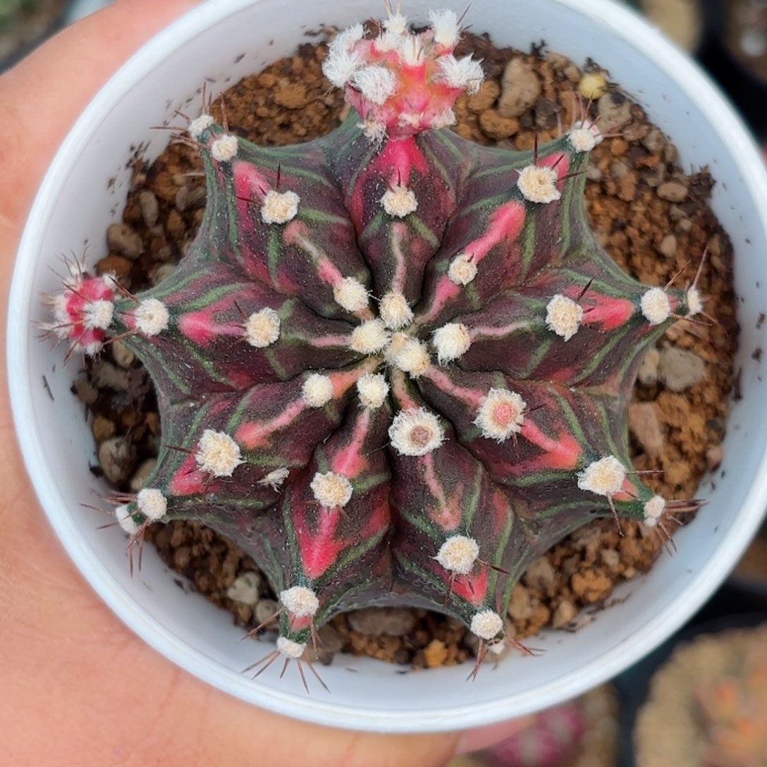 泰系米哈鬼魅后代实生69