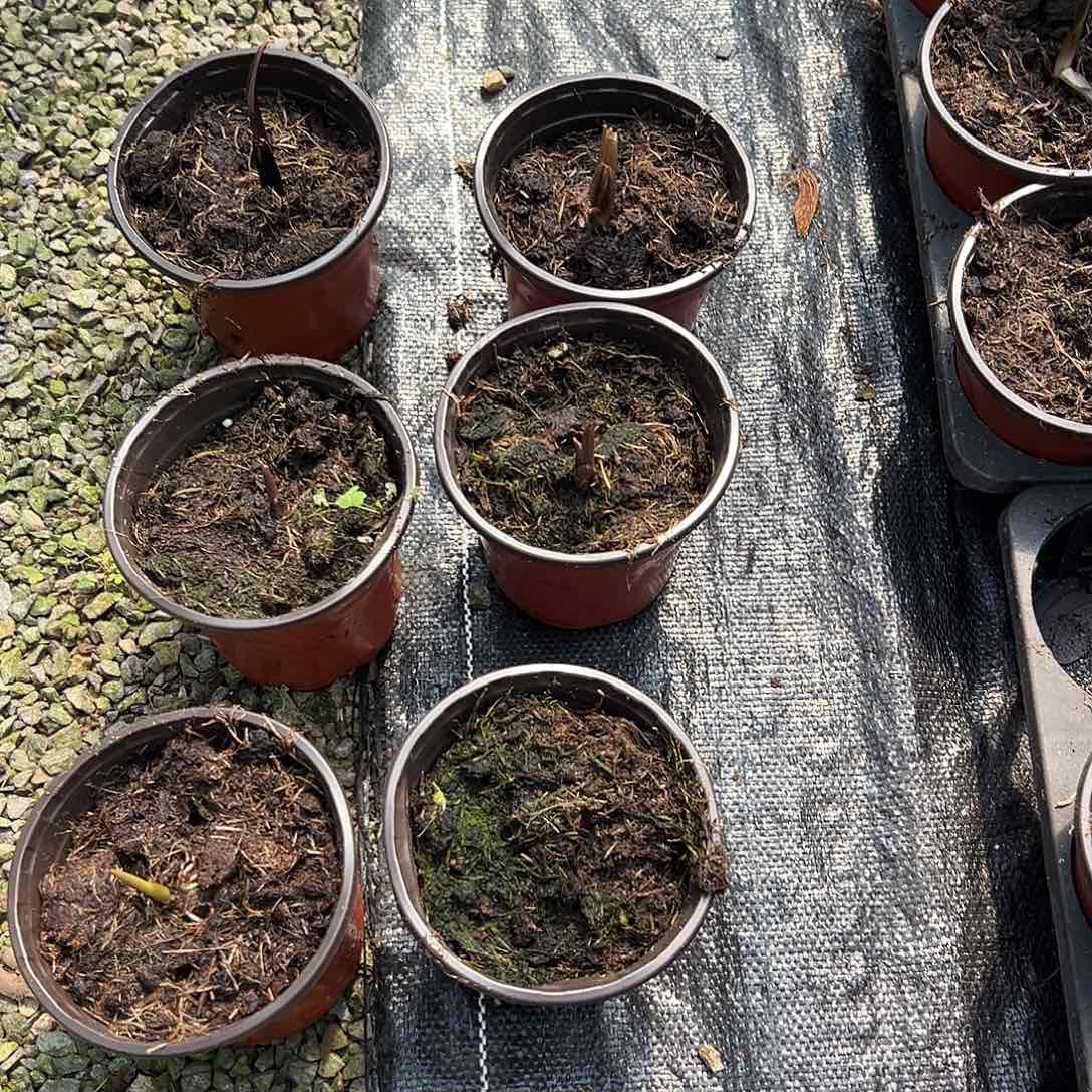 完全开放泰彩盲盒随机发货不售后