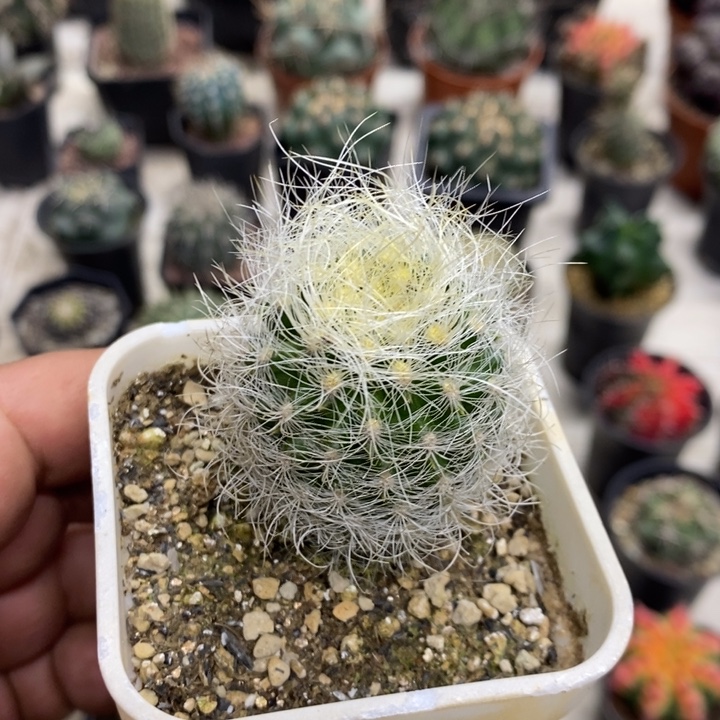 实生浑伦玉特价福利2