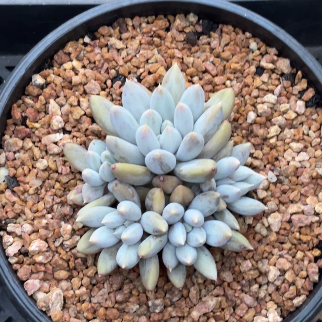 无花朵胖体哥特萝莉1111