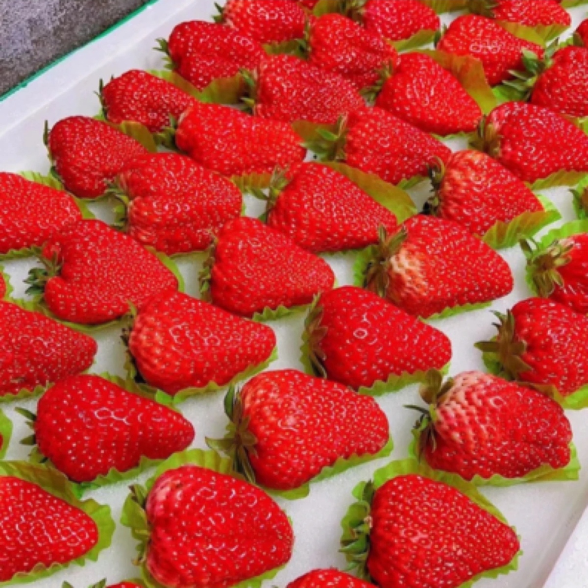 正宗丹东九九草莓 泡沫五排 一板净果3斤左右（轻微擦伤不属售后范围）