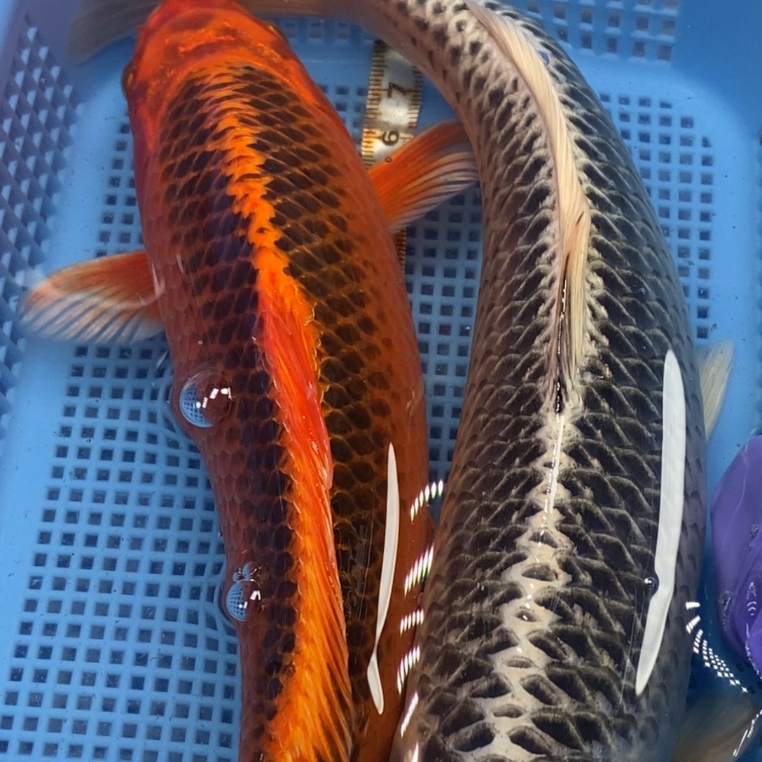 锦鲤冷水锦鲤包邮