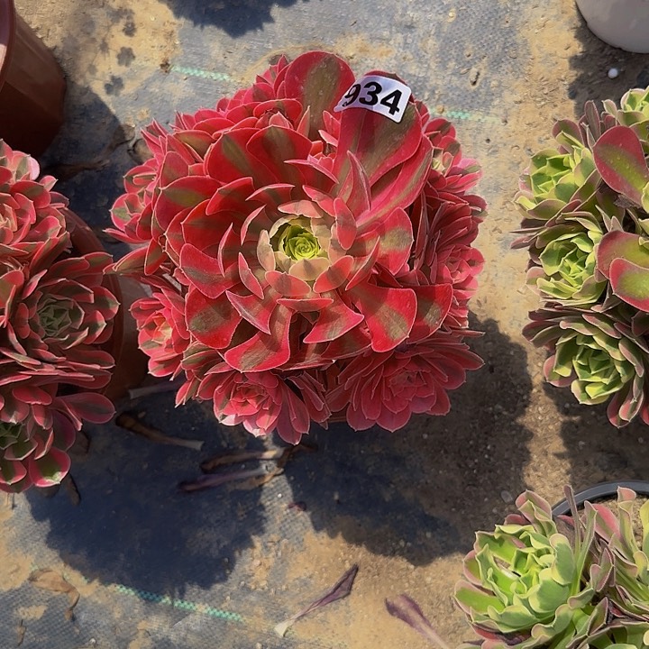 君*934粉女巫法师