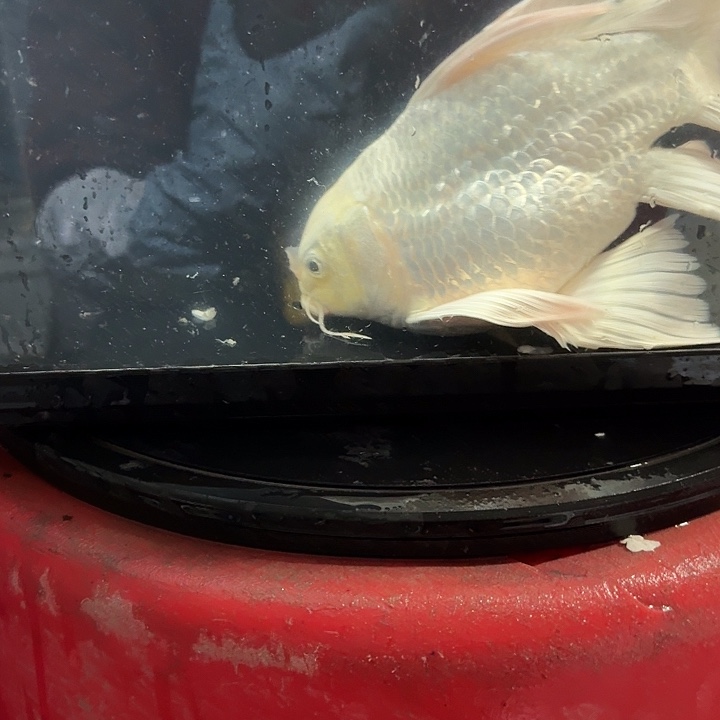 蝴蝶鲤鱼蝴蝶鲤包邮40