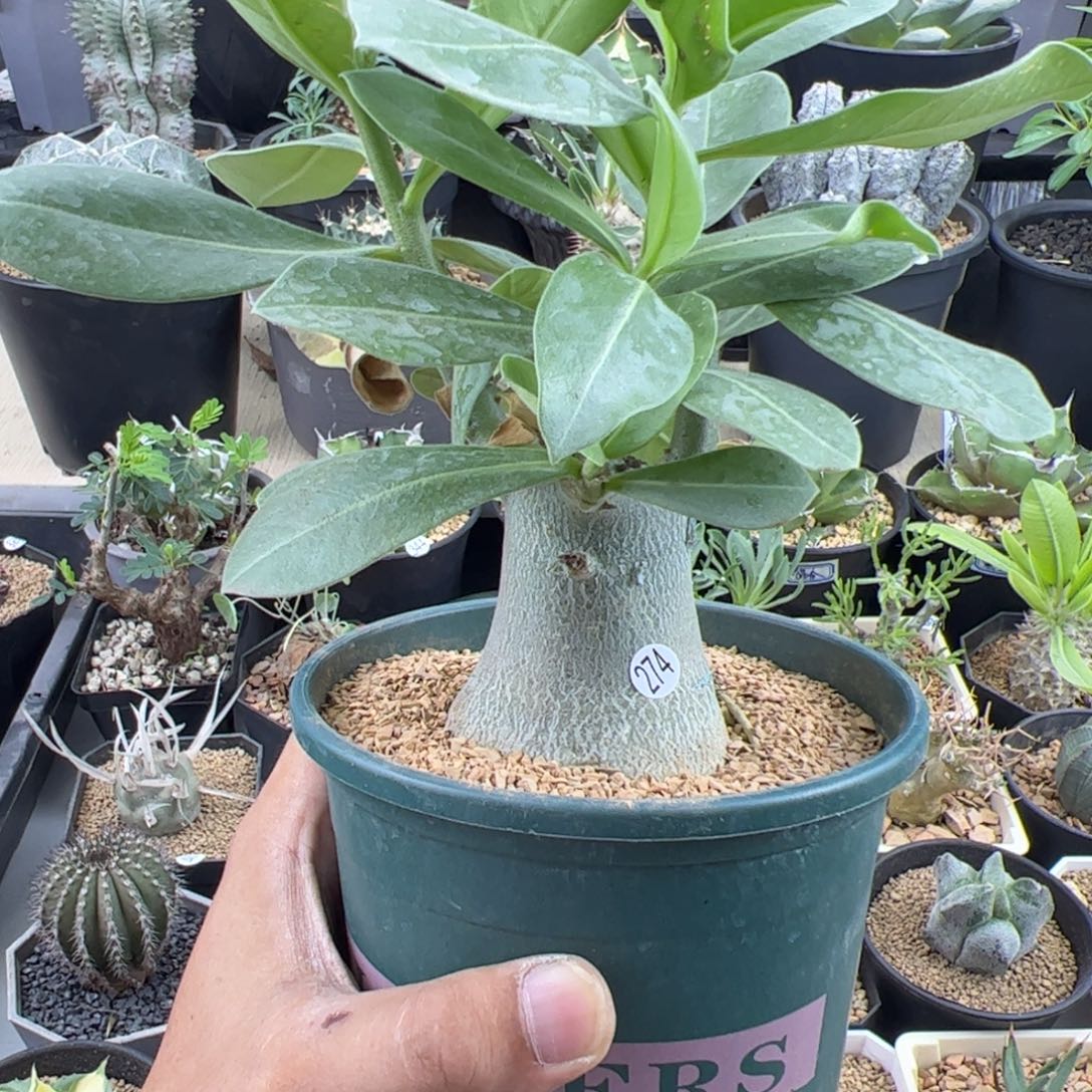 哥斯拉沙漠玫瑰一物一拍