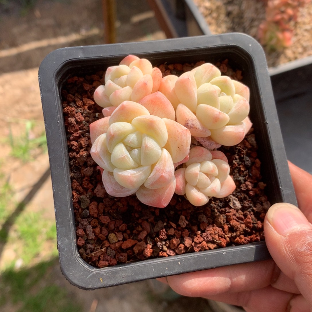 糖***糖我不晓得咋搞诶了