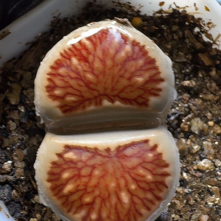 生石花2/：：。在。 56号