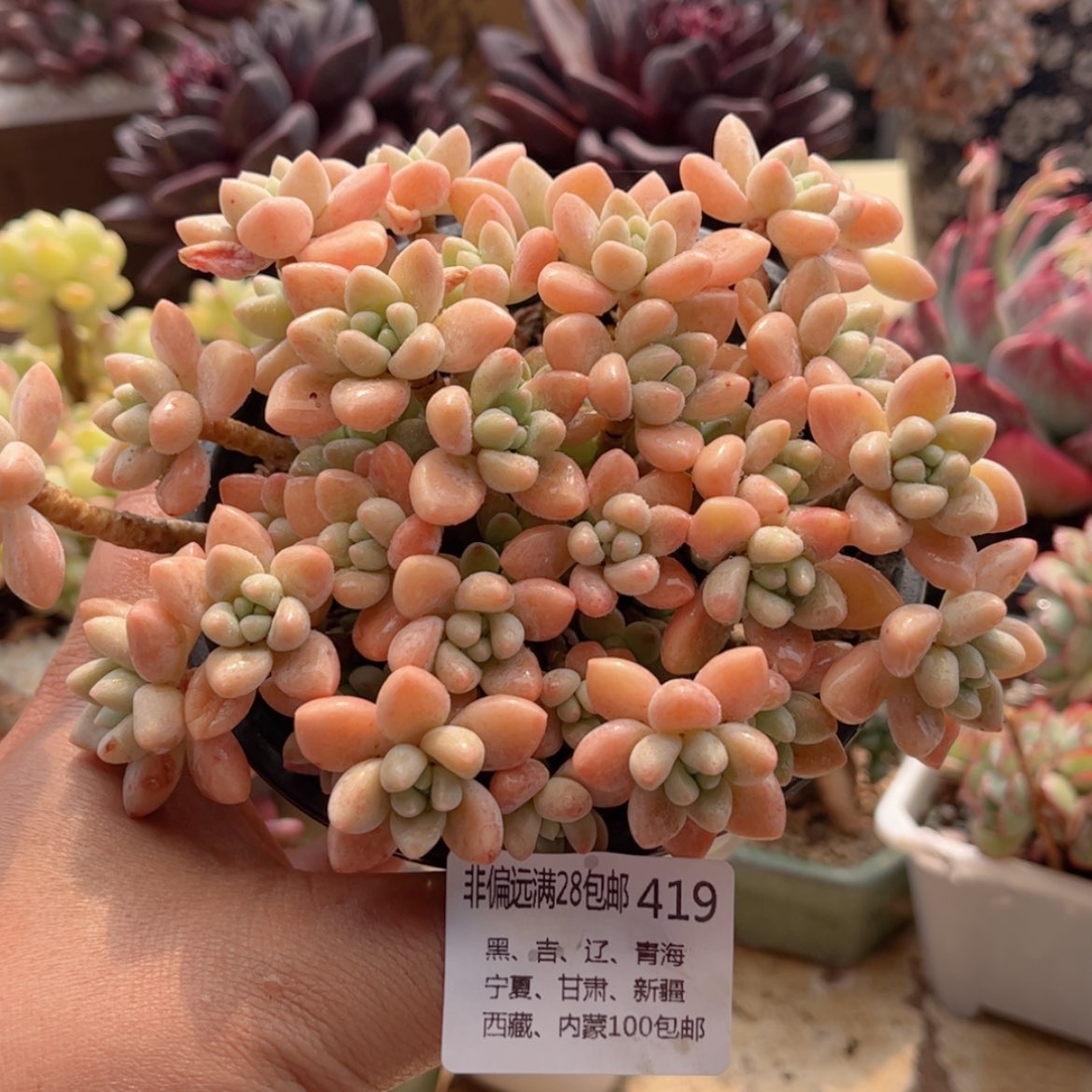 【闪购商品】419奶酪蛋糕