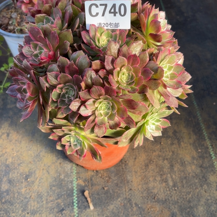 瑞妈，，。。。。740万花筒