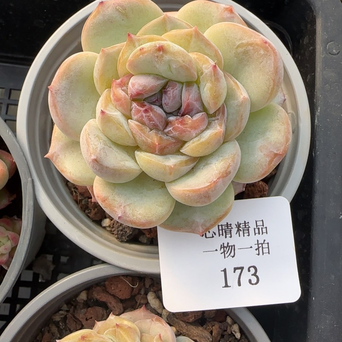 闪购精品多肉173号