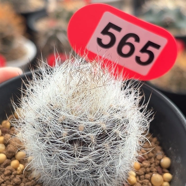 仙人球实生银翁玉