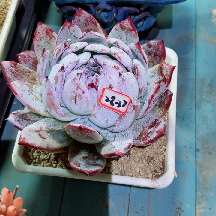 精品多肉植物老桩