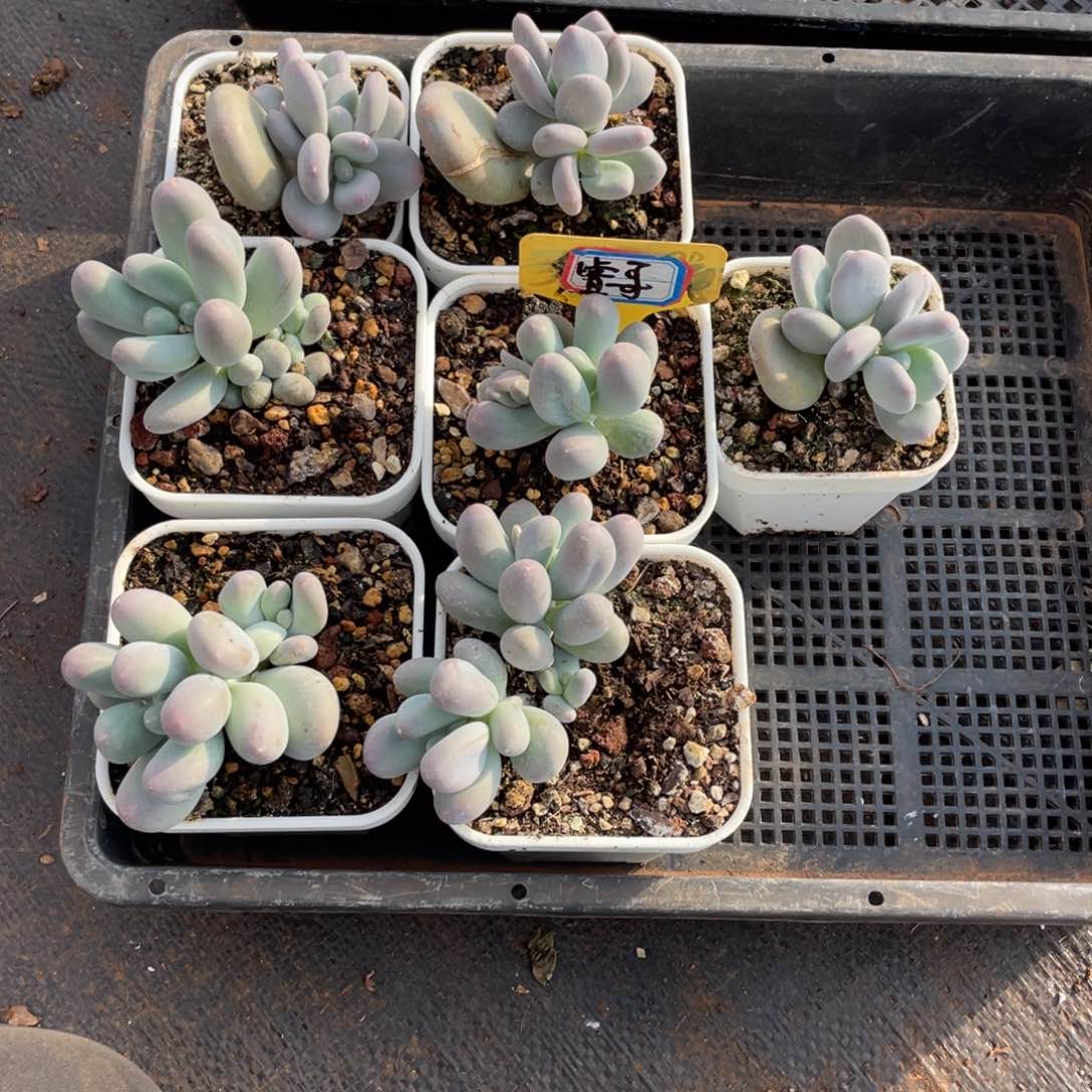 睿****常姐姐说她真的有男朋友