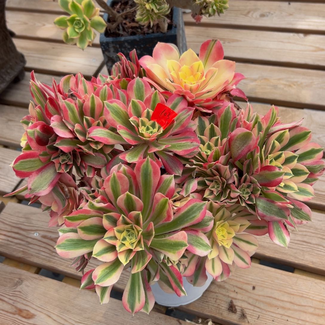 103多肉植物发货女巫