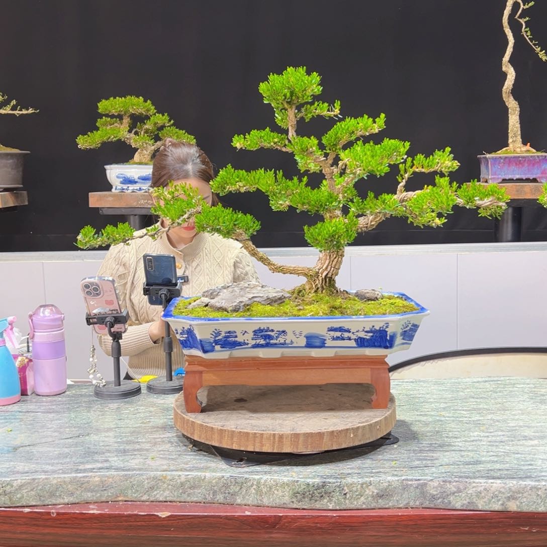 四季常青老桩黄杨盆景