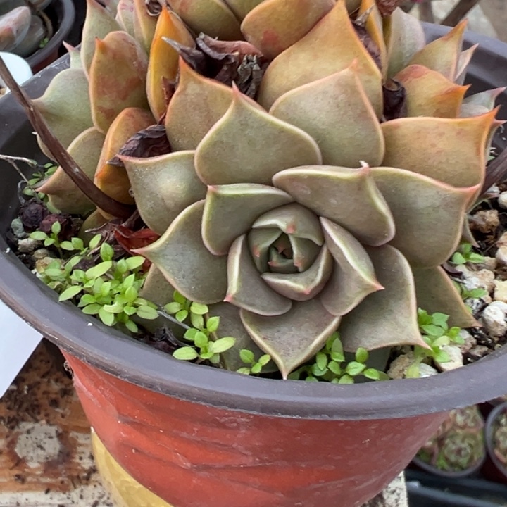 多肉植物手捧多肉植物457