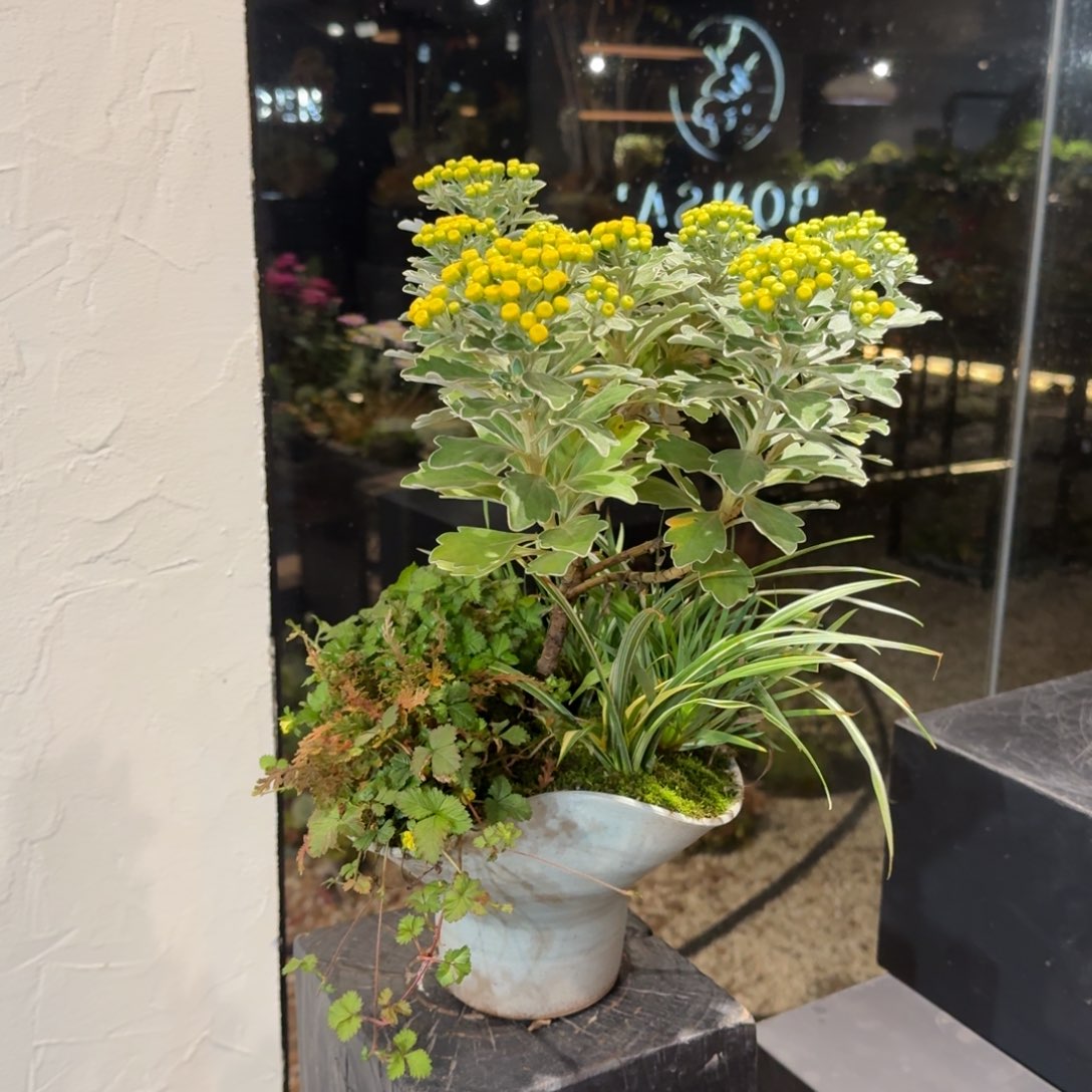 全部花朵山野草陶盆