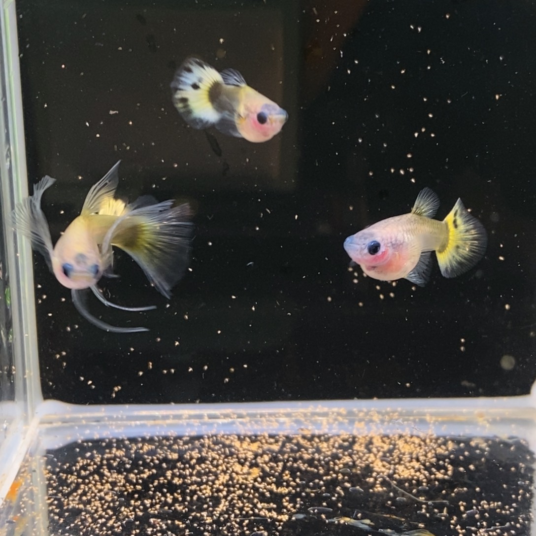 孔雀鱼黄金小太阳玻璃c一对加普通一对