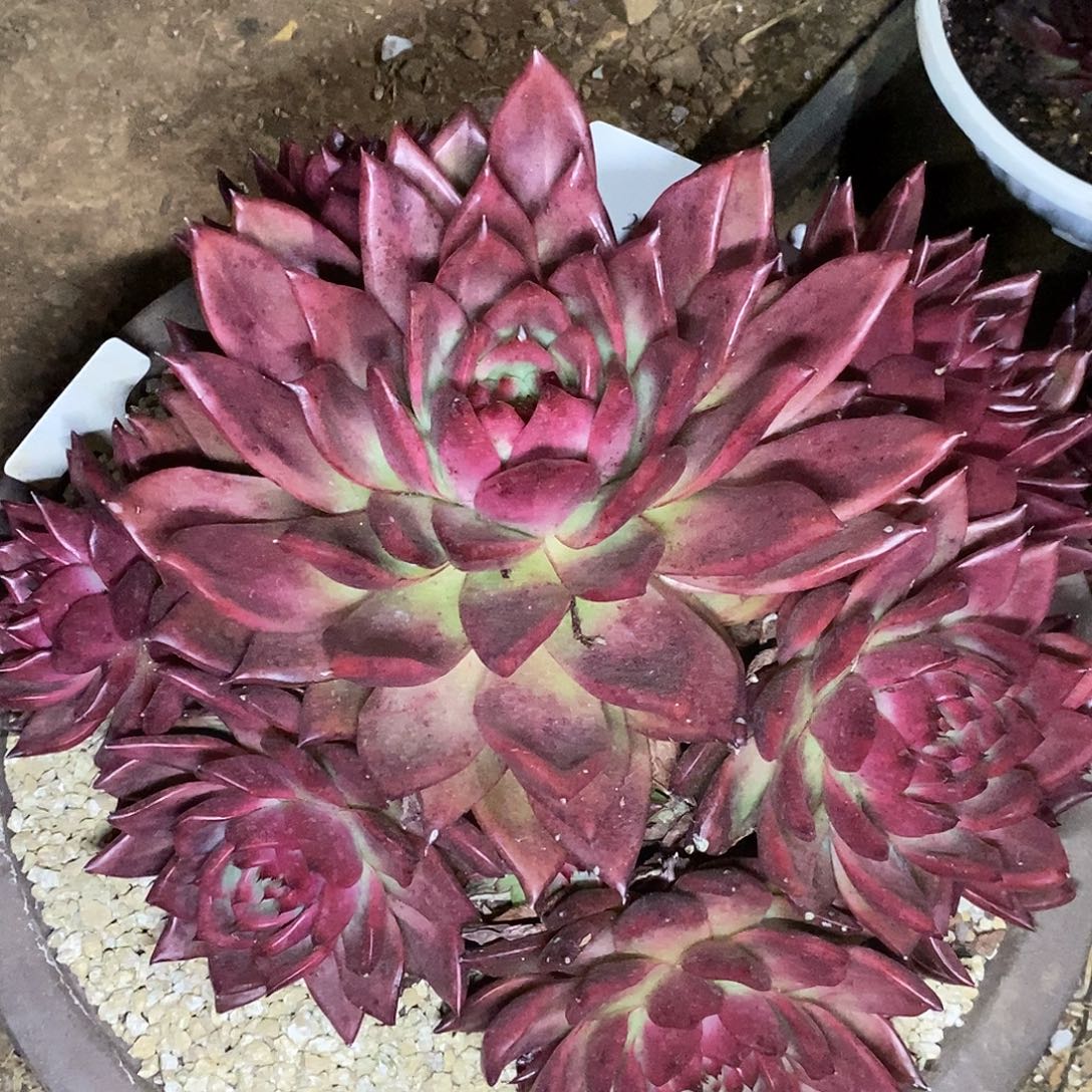 多肉植物美版钻石