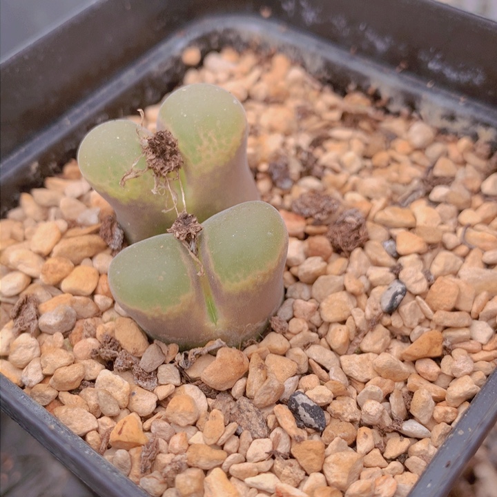 145545545542245645666446