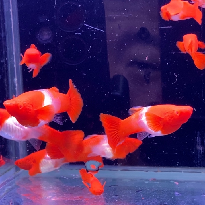 孔雀鱼红分水10条包邮