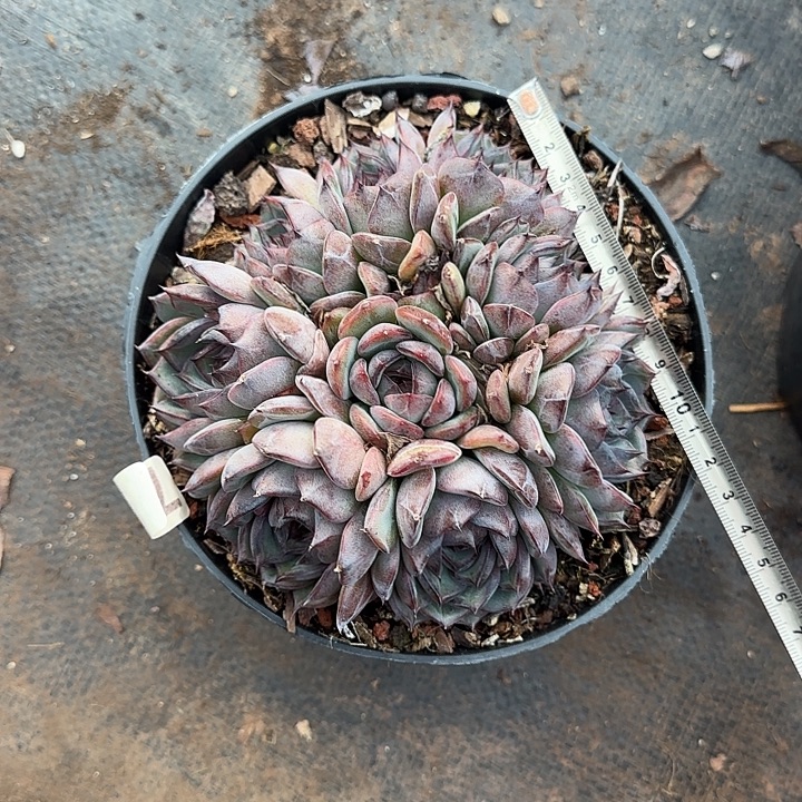 蓝色妖姬313 多肉植物一物一拍