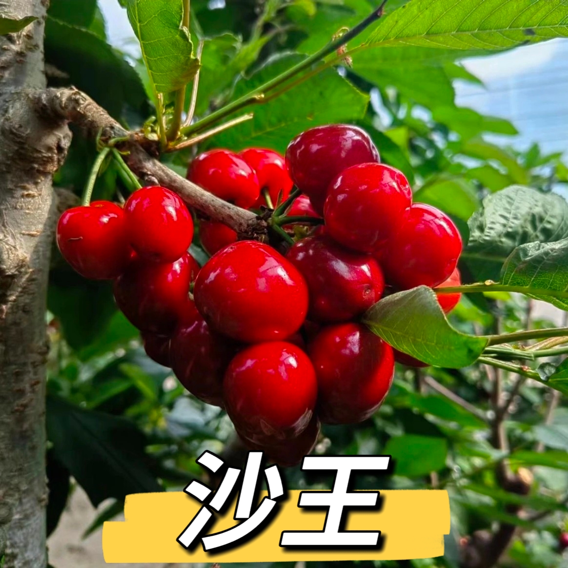 沙王车厘子大樱桃树苗裸根苗辽宁大连瓦房店发货车厘子树苗